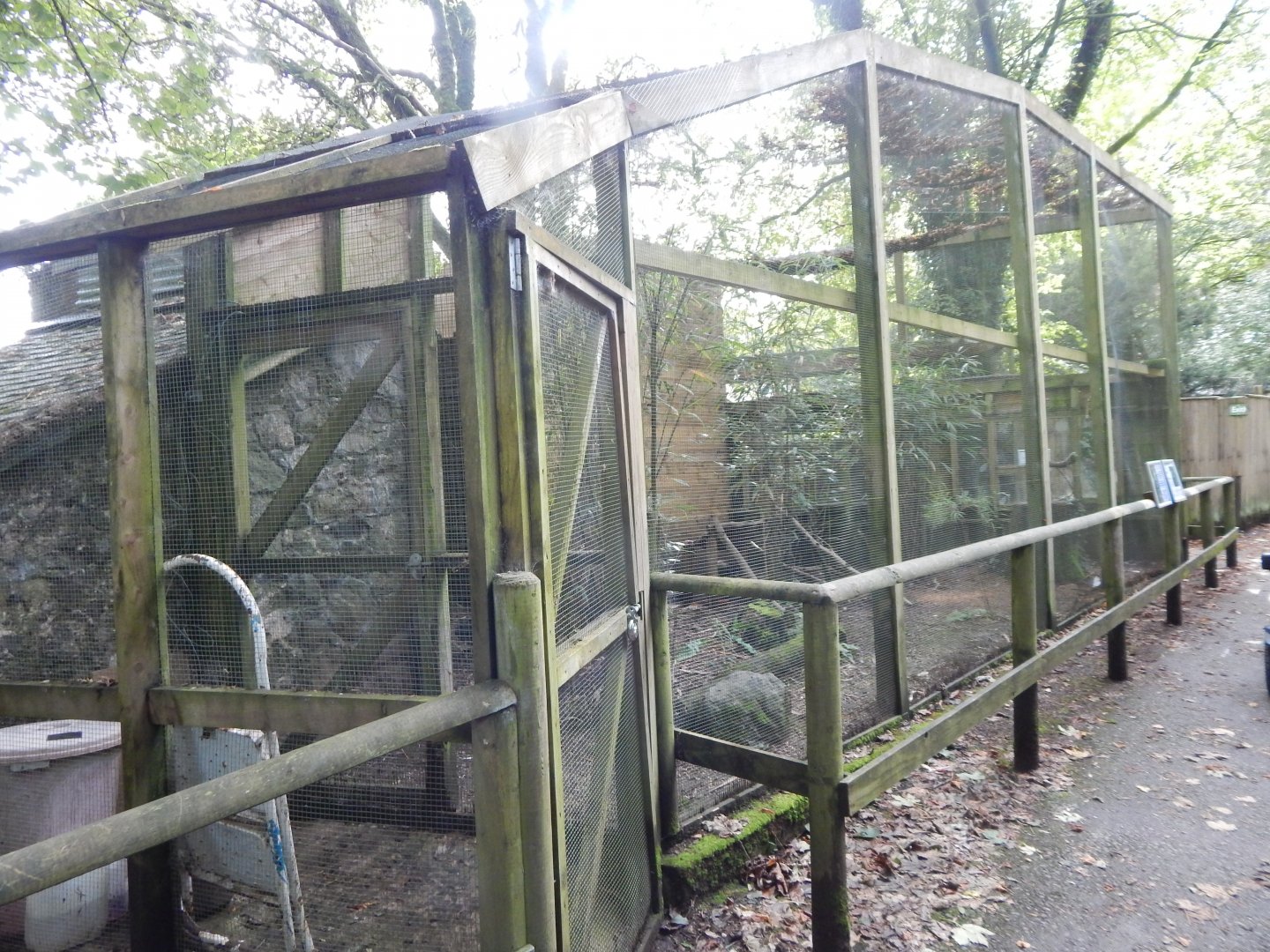 Javan green peafowl aviary 050925