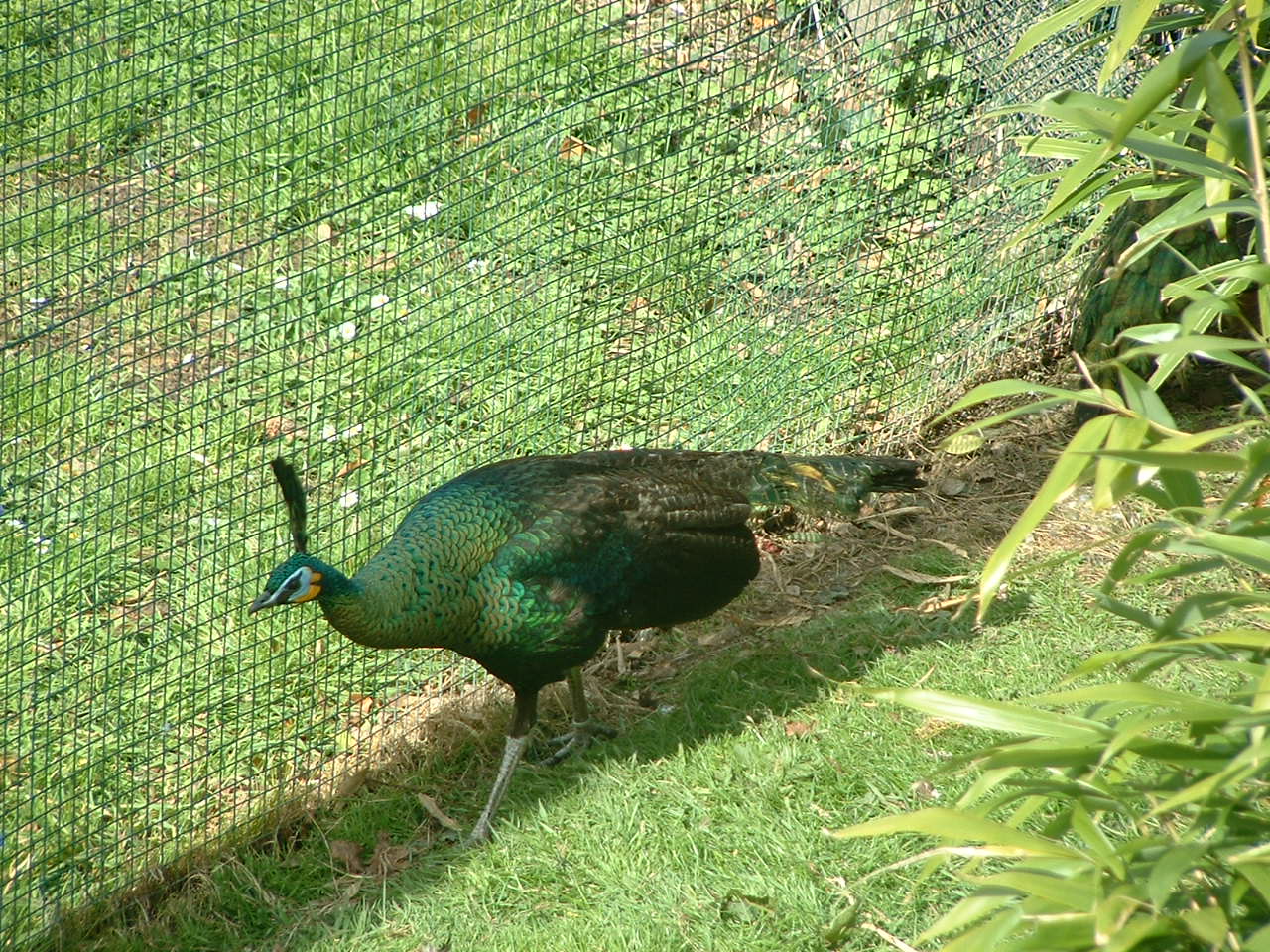 Javan Green Peafowl - Thrigby 2008