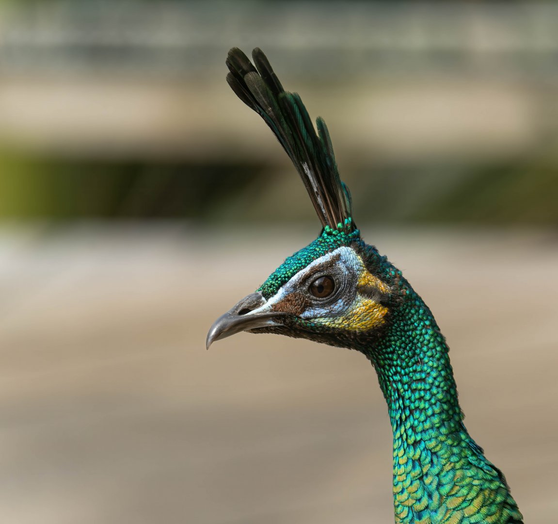 Javan Green Peafowl, Thrigby, UK