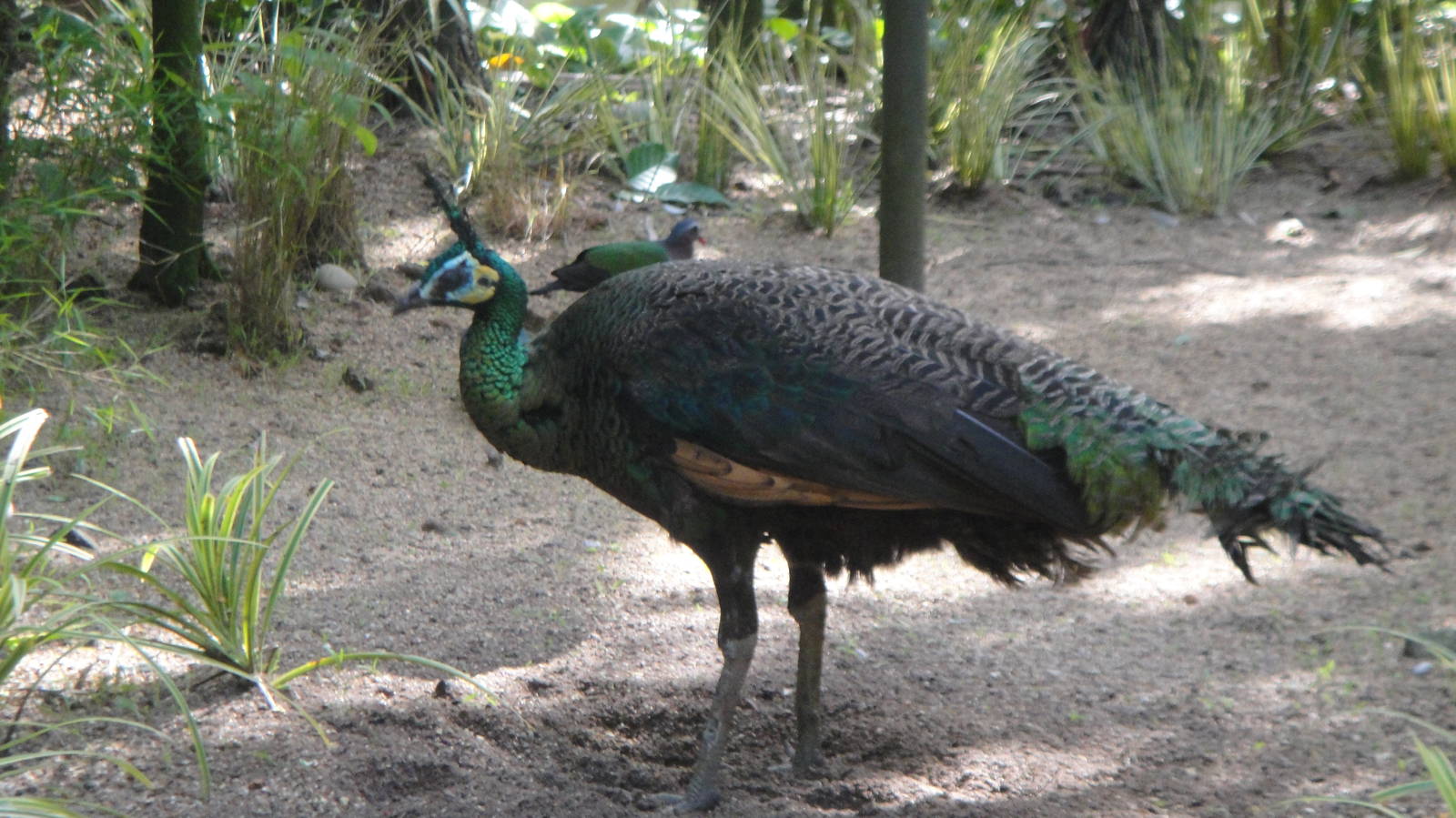 Javan Green Peafowl
