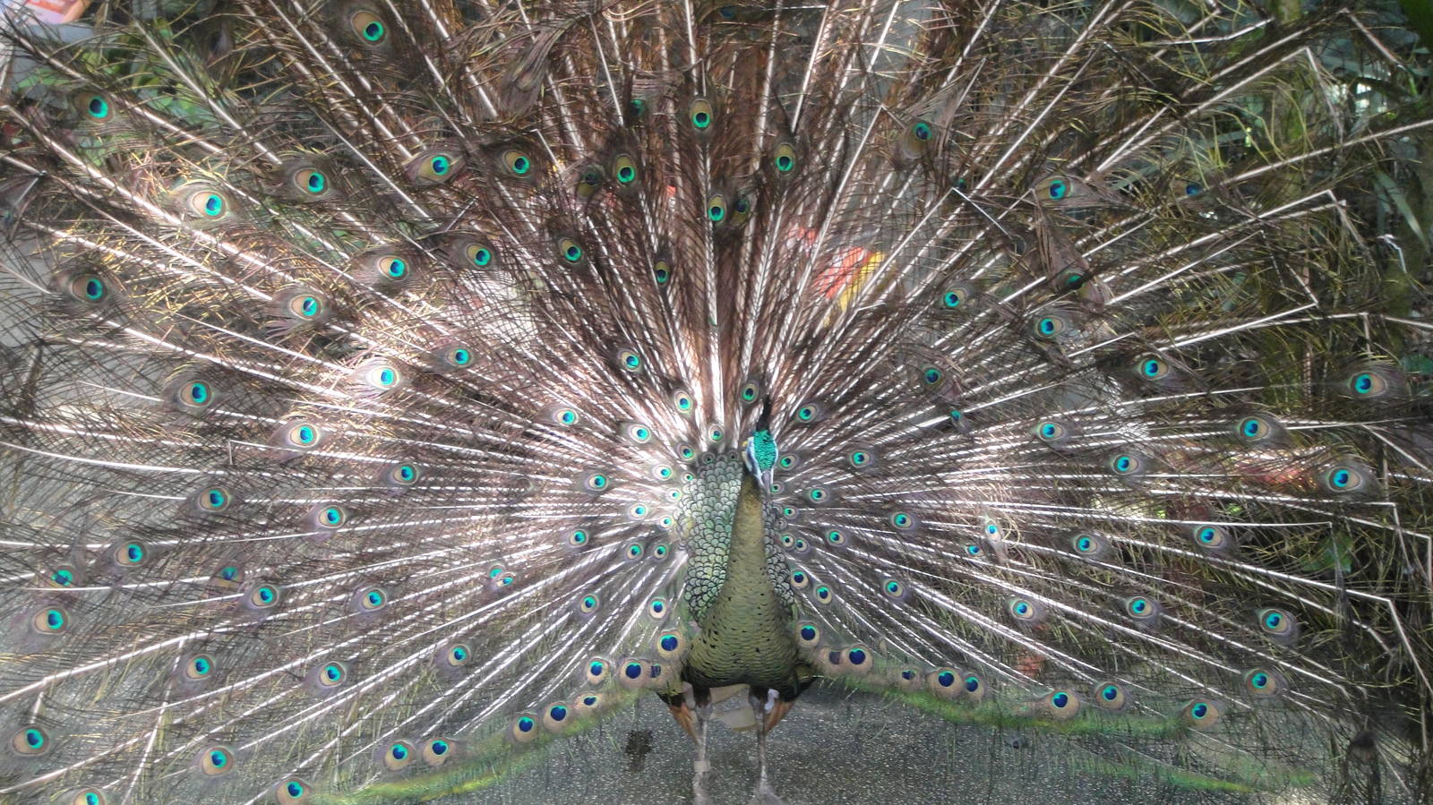Javan Green Peafowl