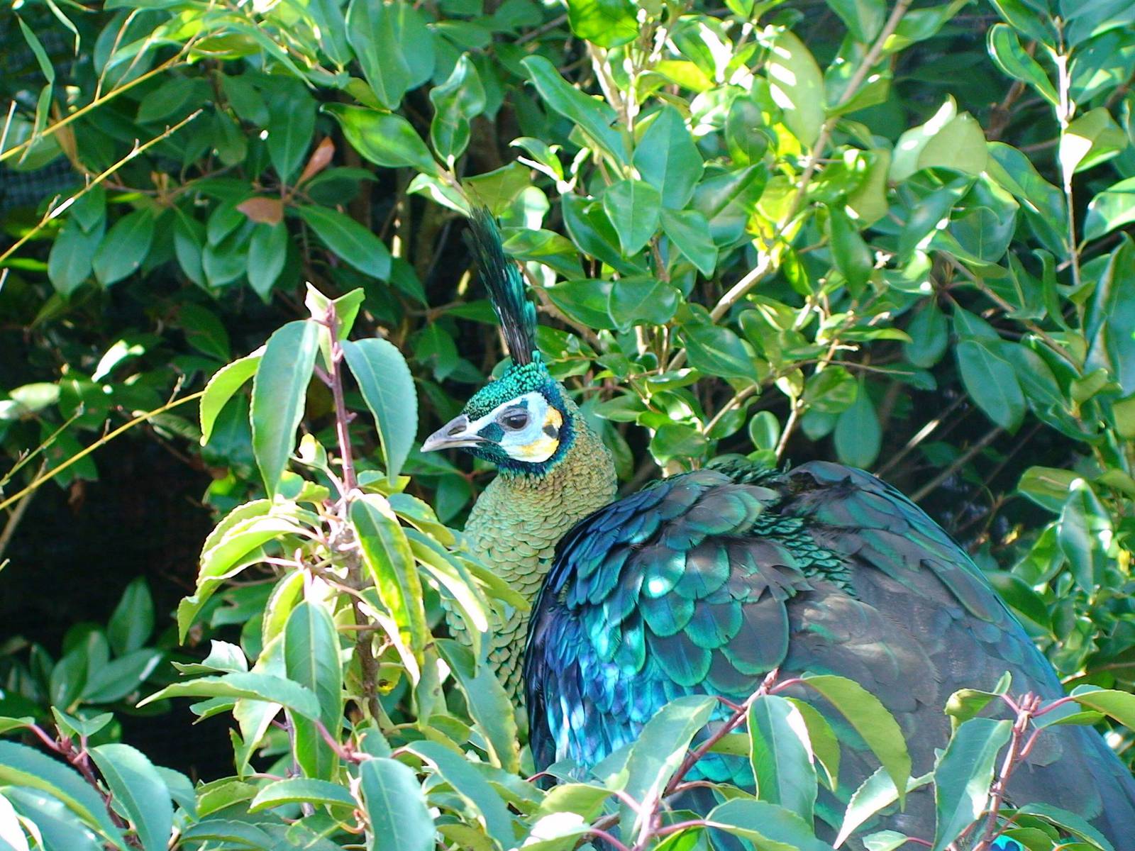 Javan green peafowl