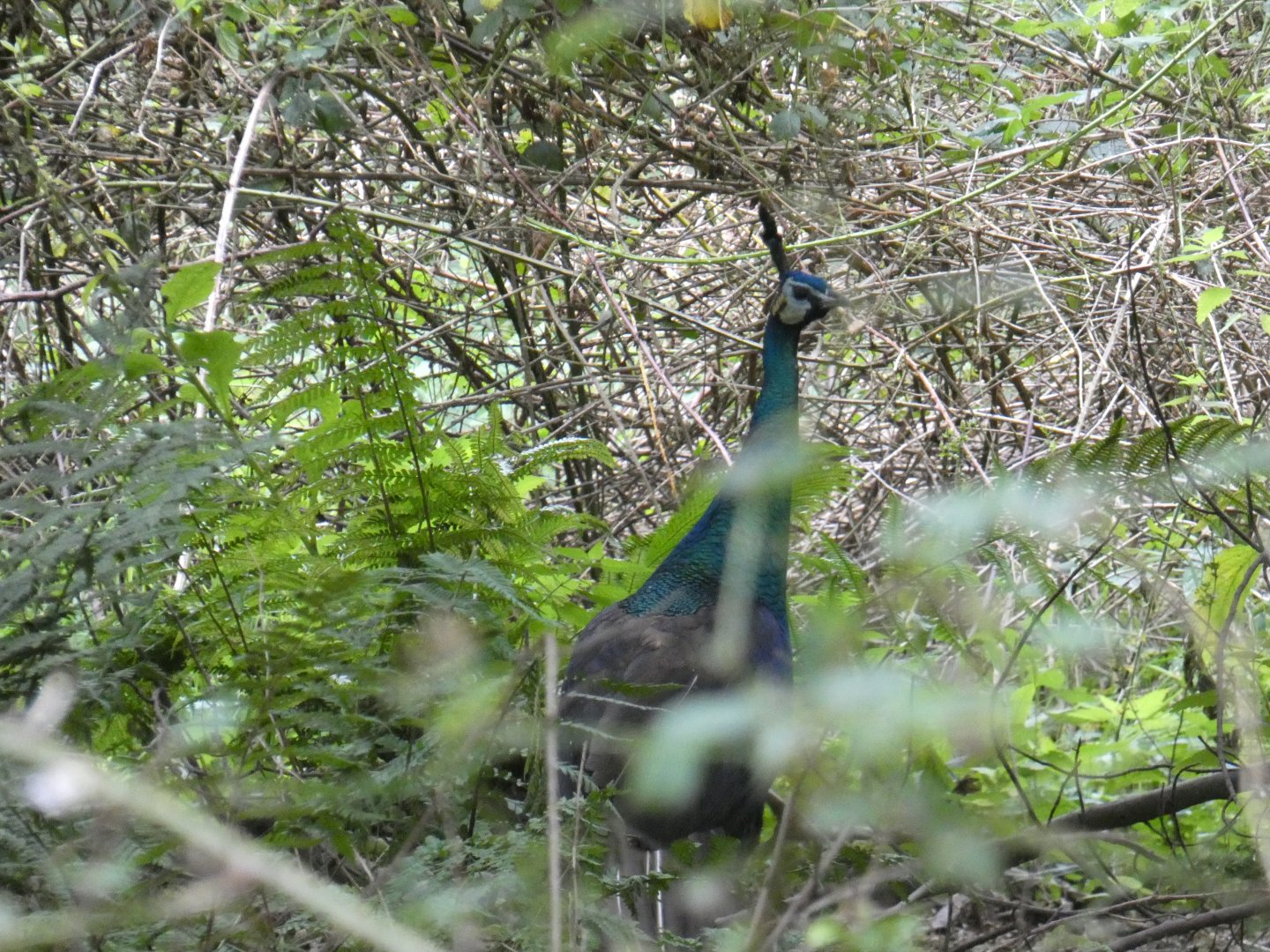 Javan green peafowl