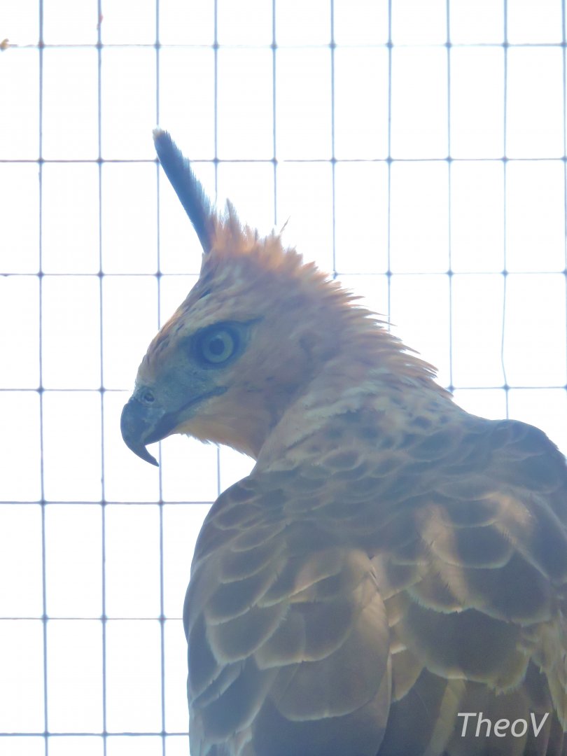 Javan hawk-eagle [2016]