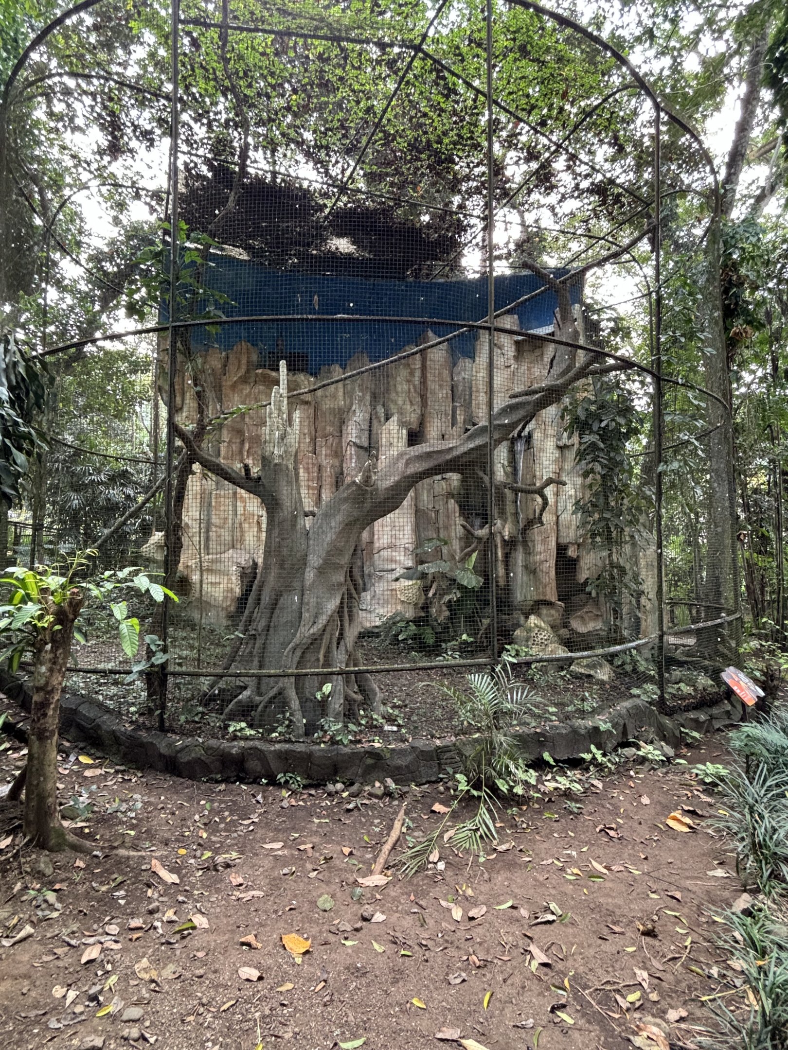 Javan Hawk Eagle Aviary #1 - Bird Forest