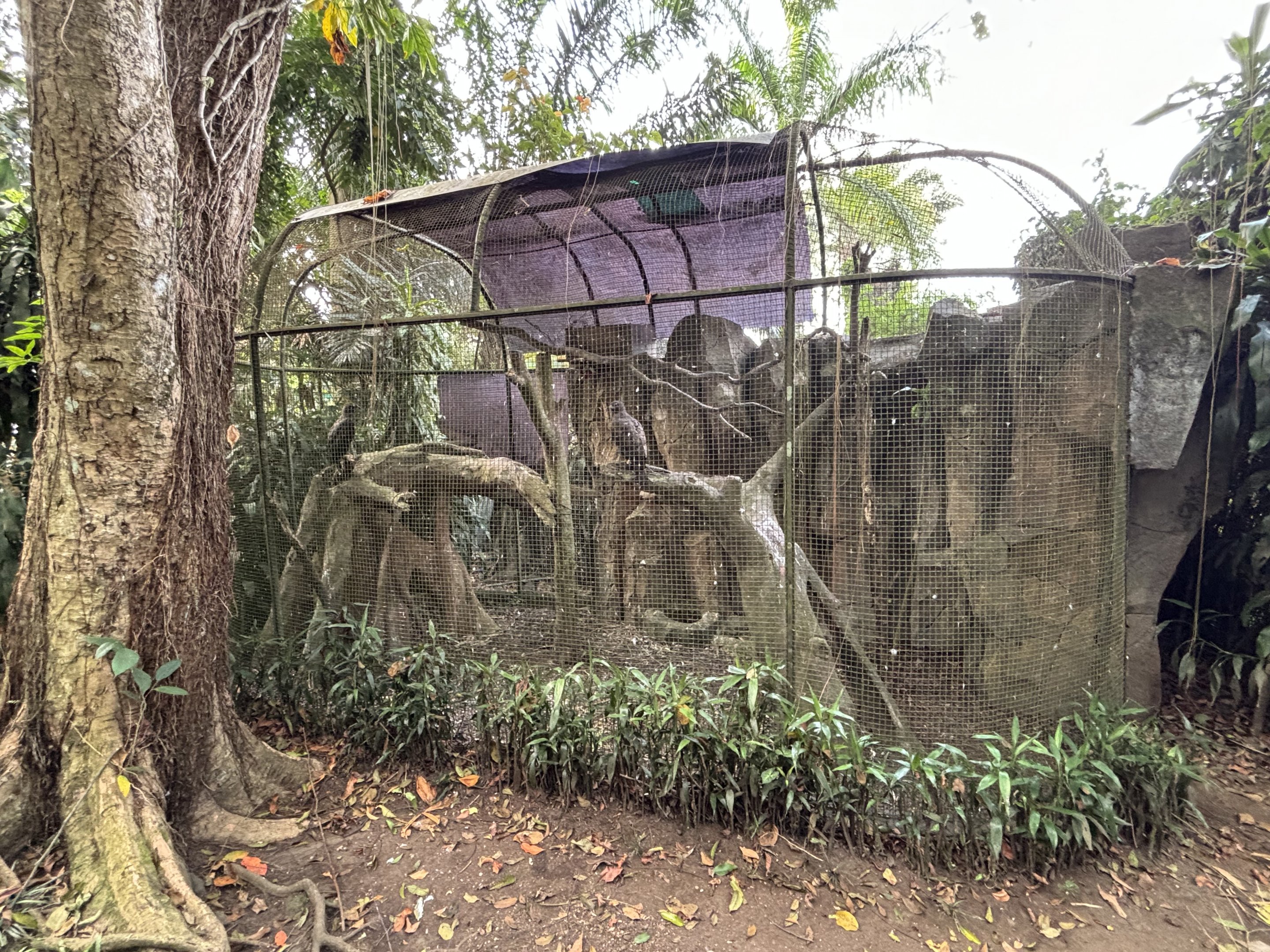 Javan Hawk Eagle Aviary #2 - Bird Forest