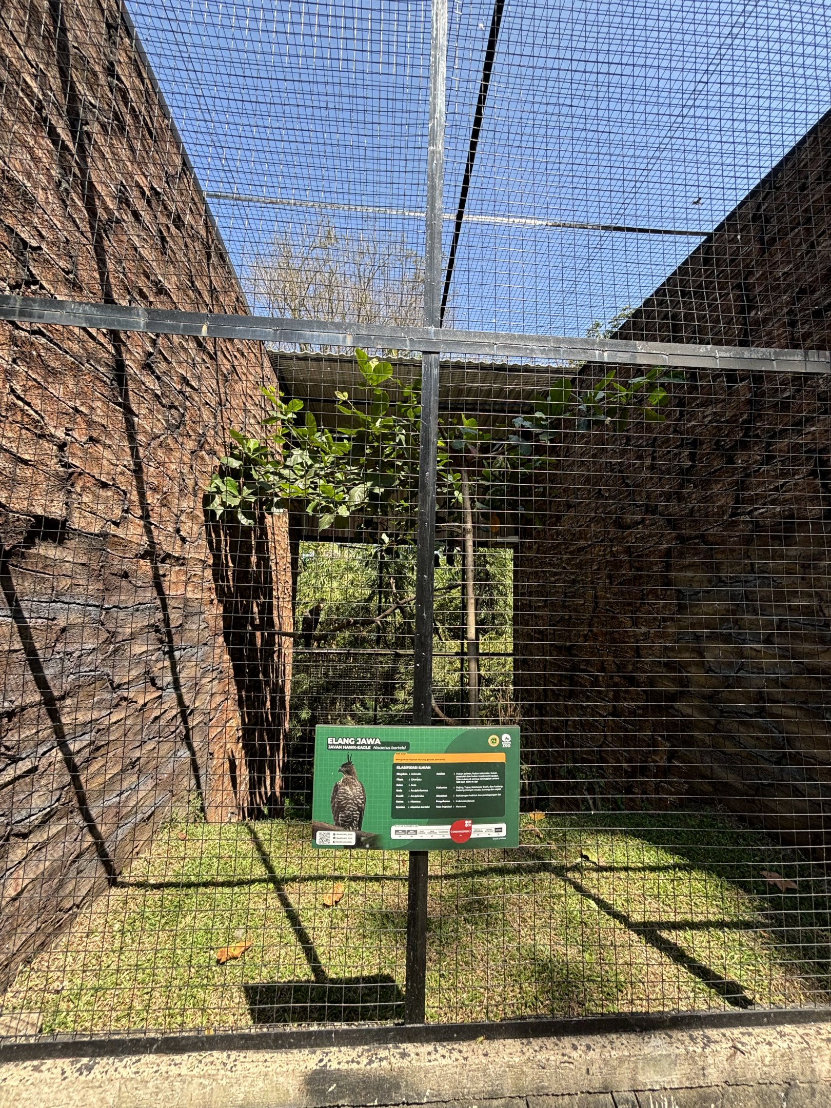 Javan Hawk Eagle Aviary