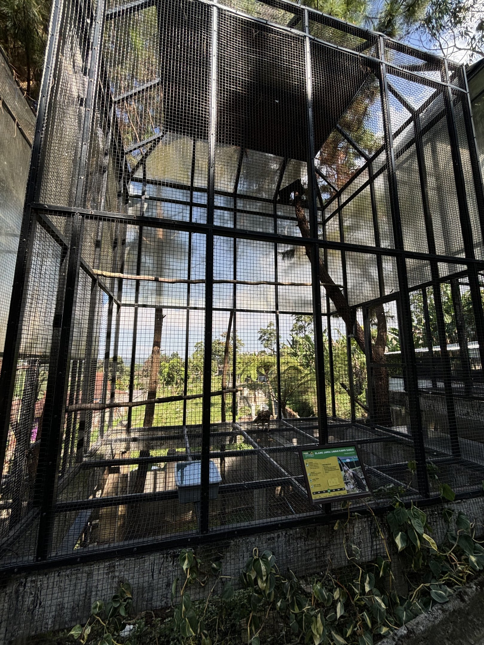 Javan Hawk Eagle Aviary