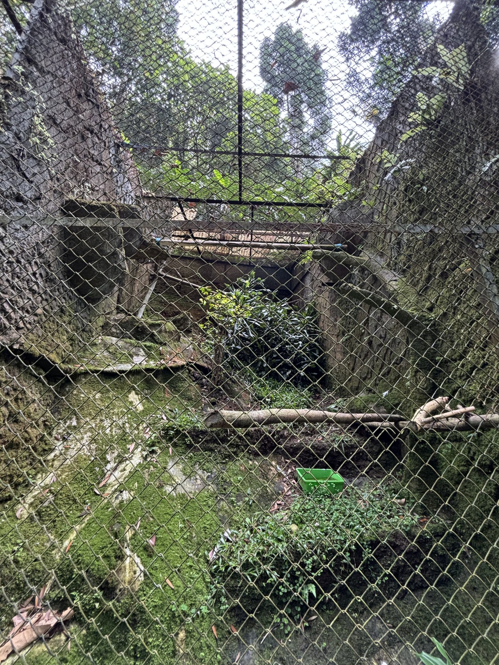 Javan Hawk Eagle Aviary
