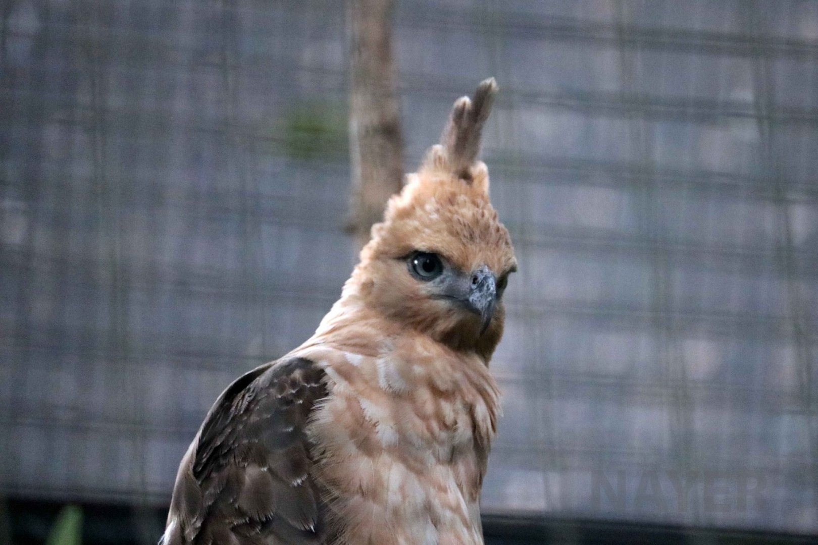 Javan hawk-eagle, June 2016