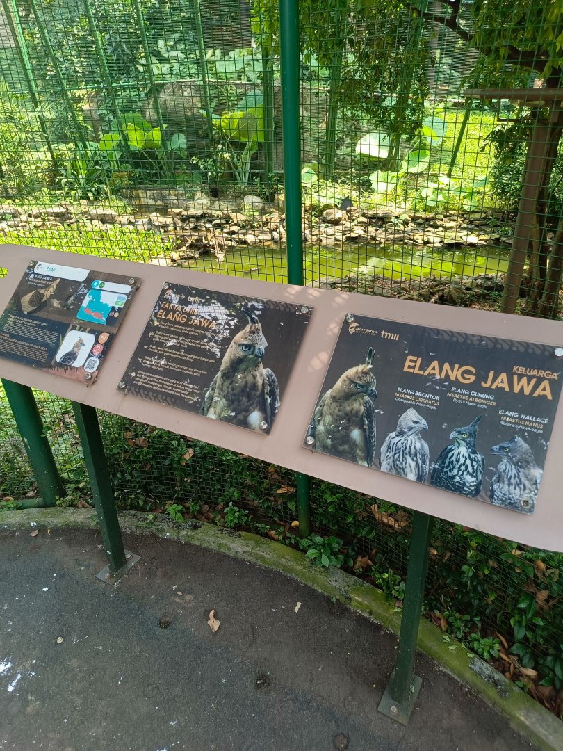 Javan Hawk-Eagle (Nisaetus bartelsi) signage