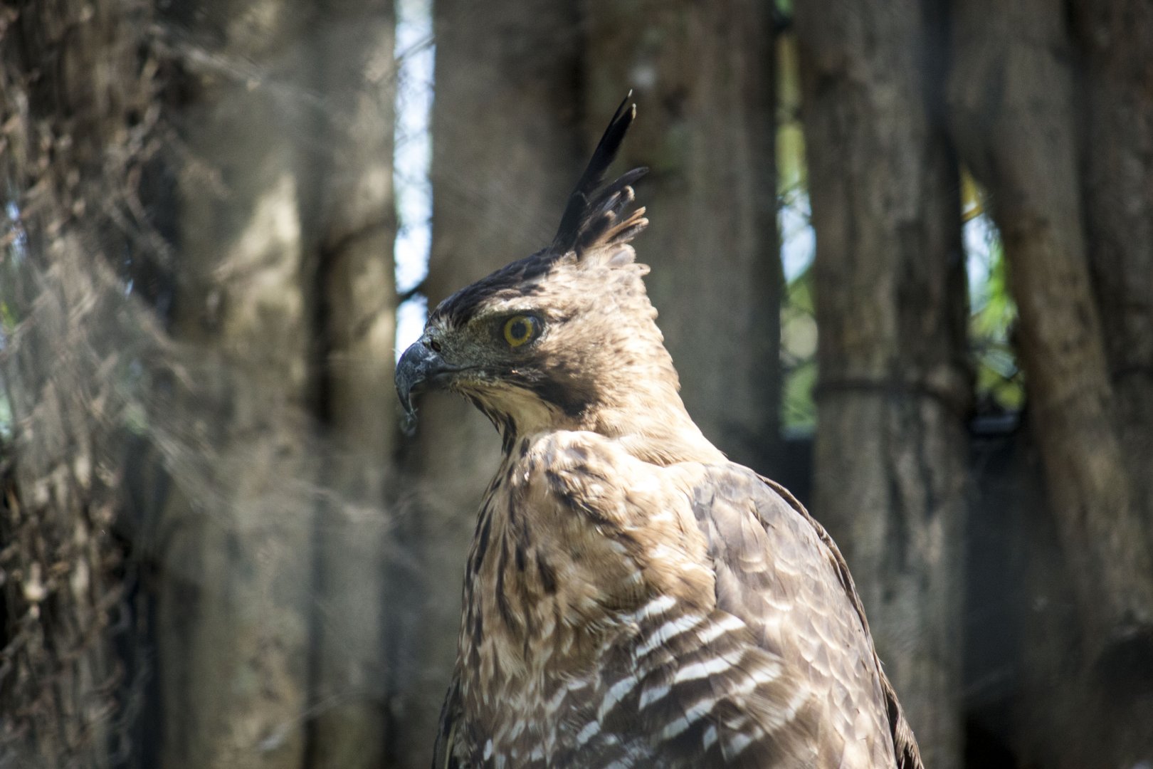 Javan hawk-eagle, Nisaetus bartelsi