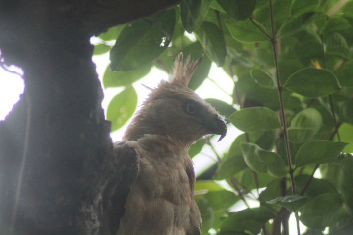 Javan hawk-eagle (Nisaetus bartelsi)