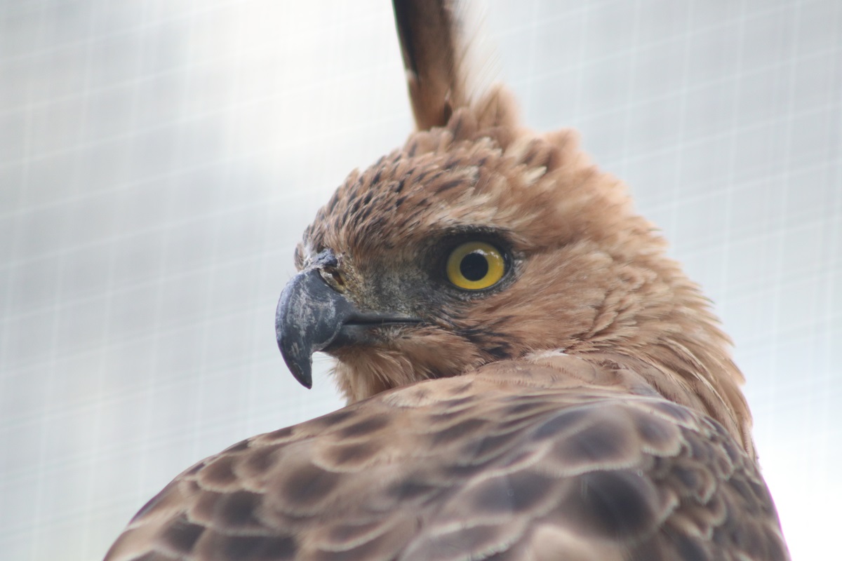 Javan Hawk-eagle (Nisaetus bartelsi)