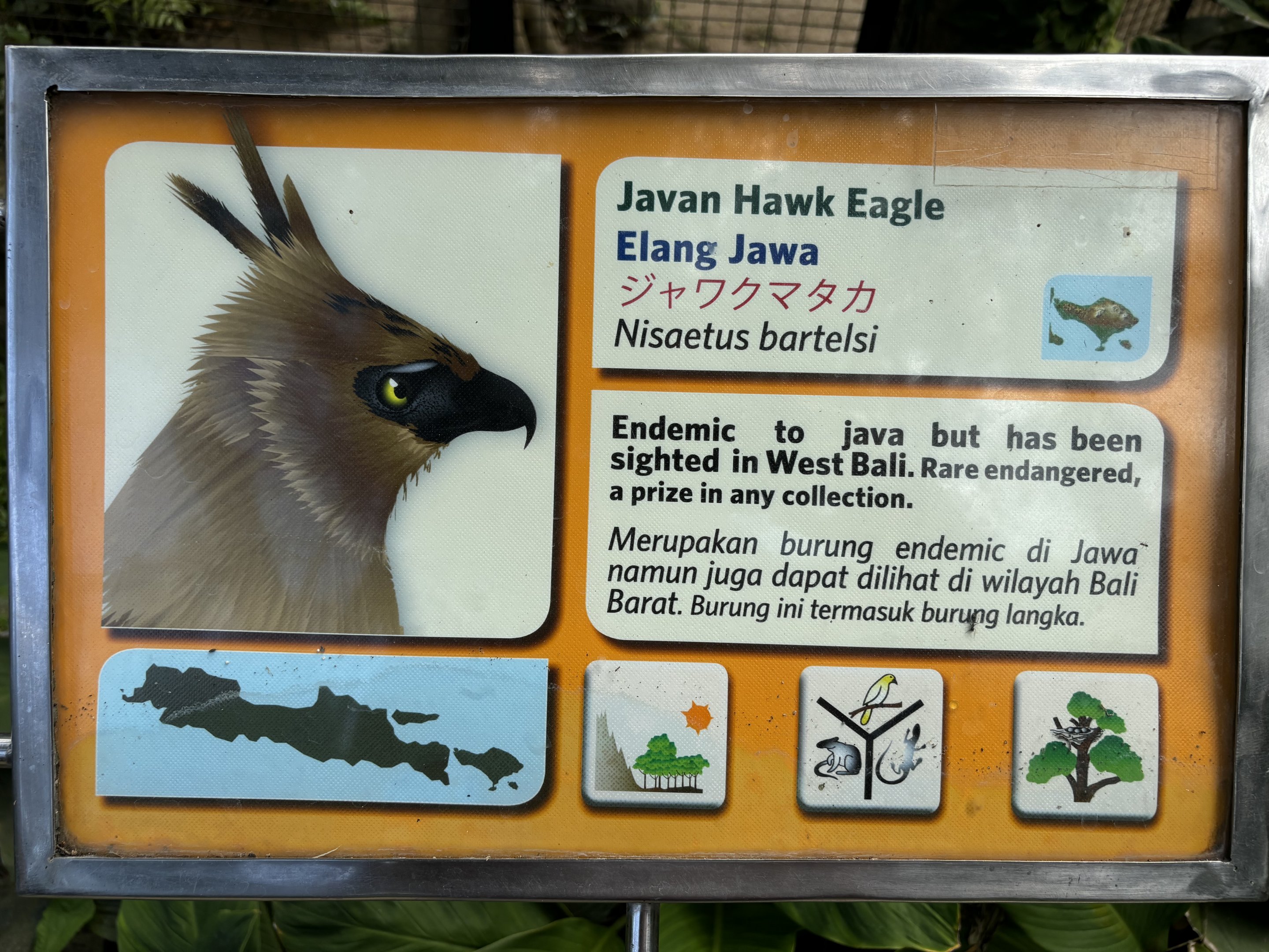 Javan Hawk Eagle Sign