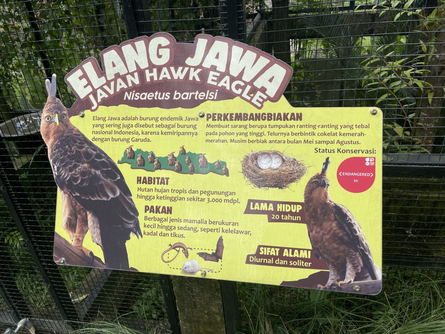 javan-hawk eagle signage (2)