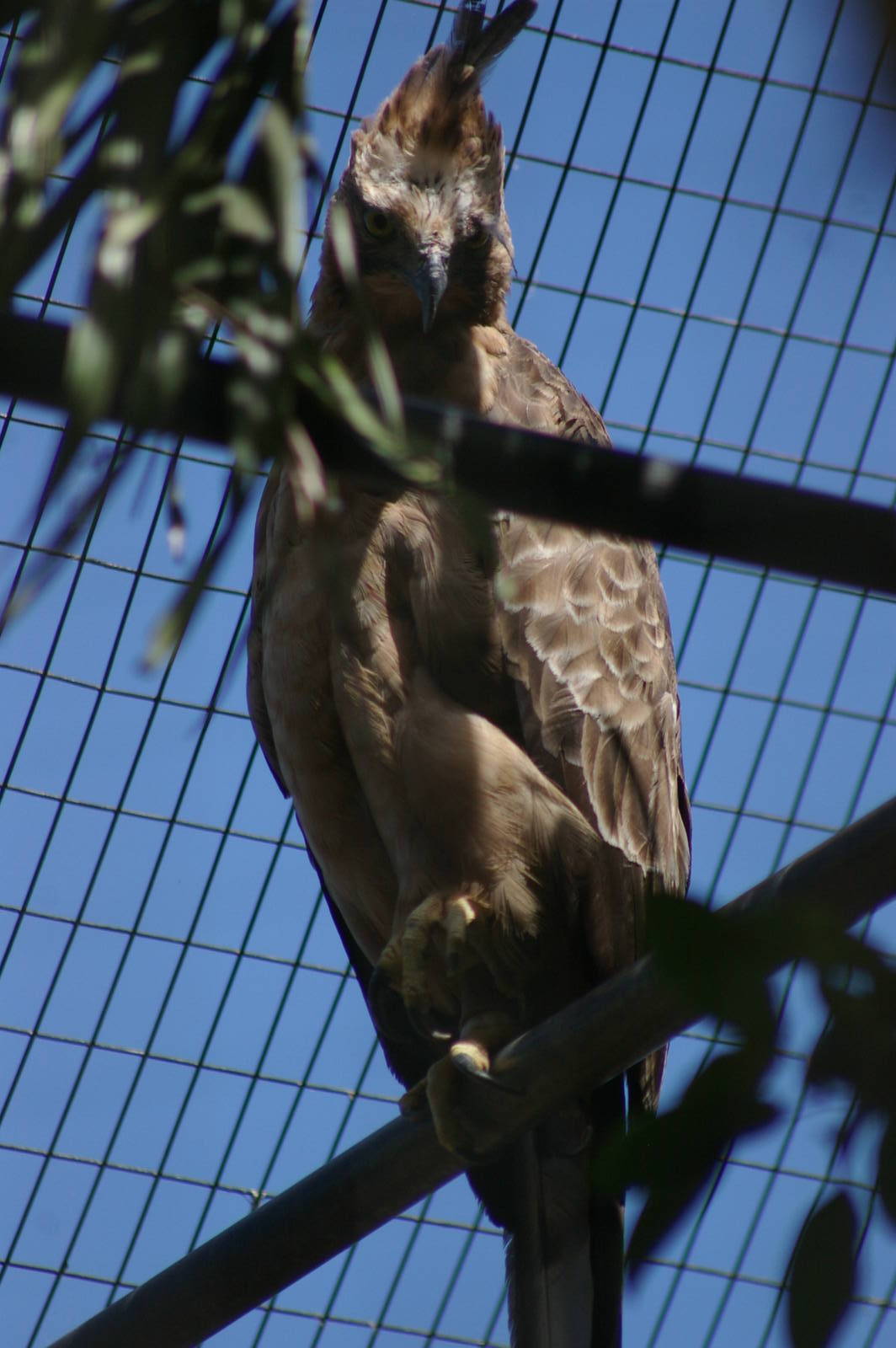 Javan hawk-eagle (Spizaetus bartelsi)
