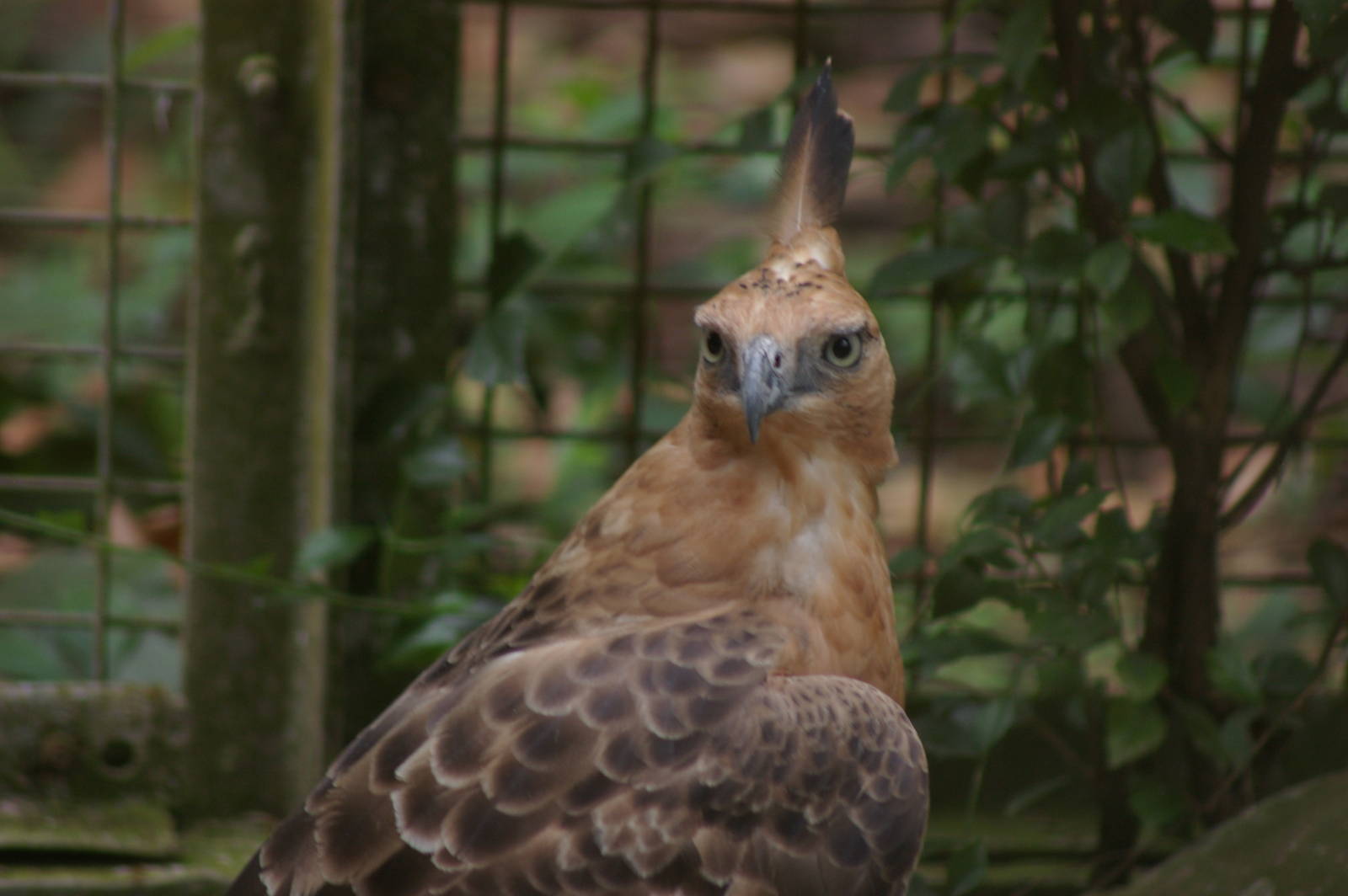 Javan hawk-eagle (Spizaetus bartelsi)