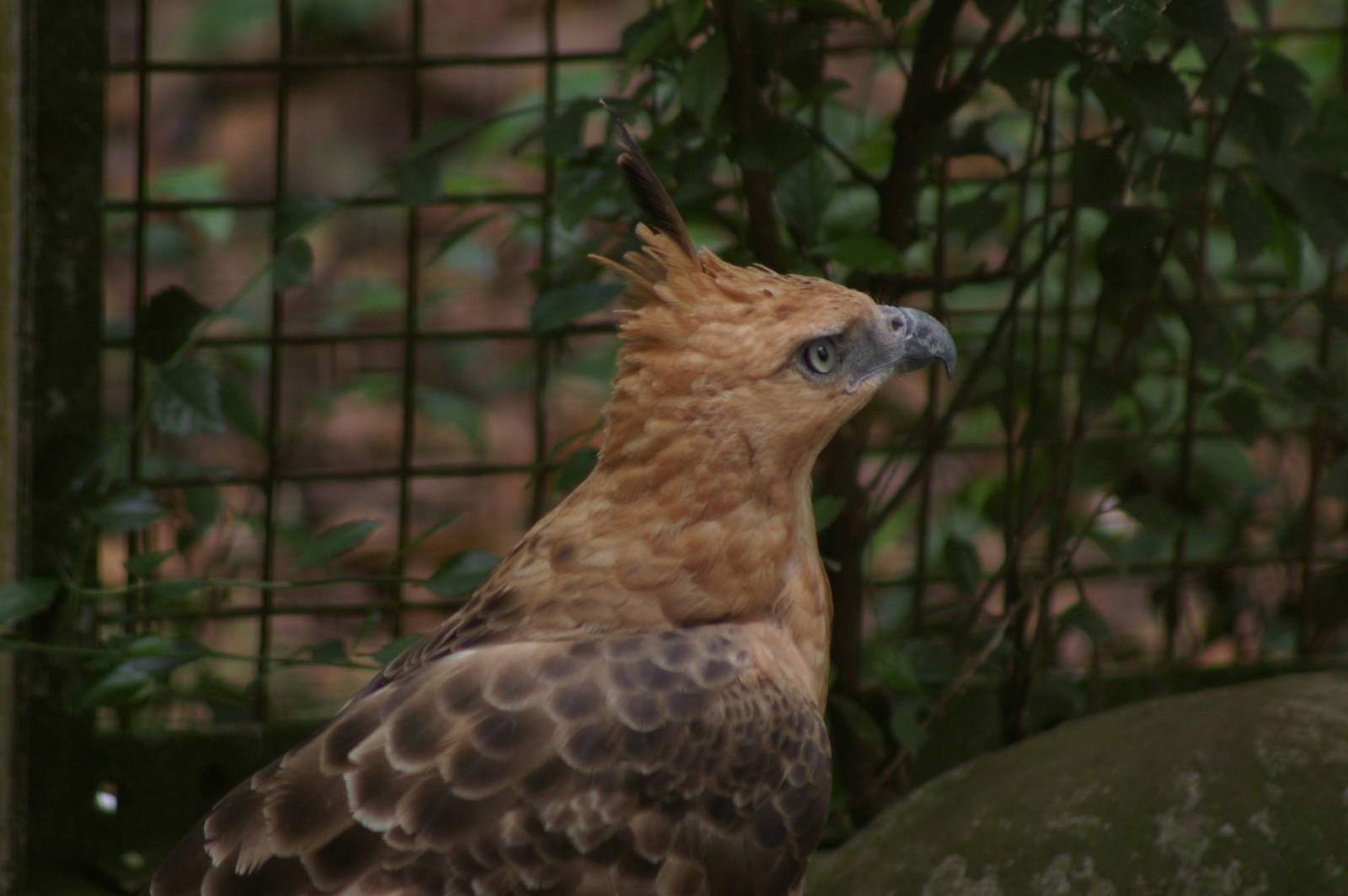 Javan hawk-eagle (Spizaetus bartelsi)