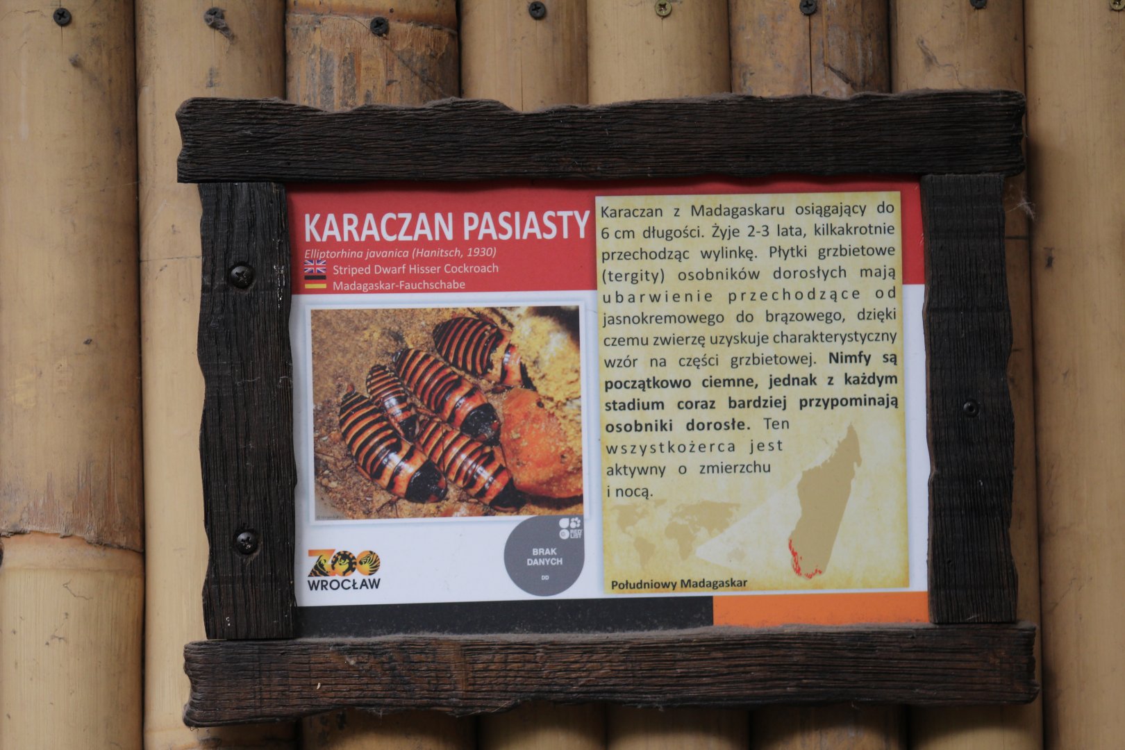 "Javan" Hissing Cockroach