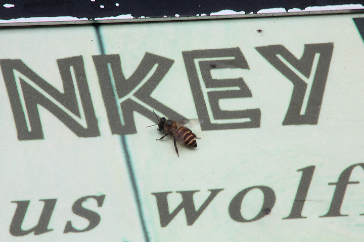 Javan honey bee (Apis cerana javana)
