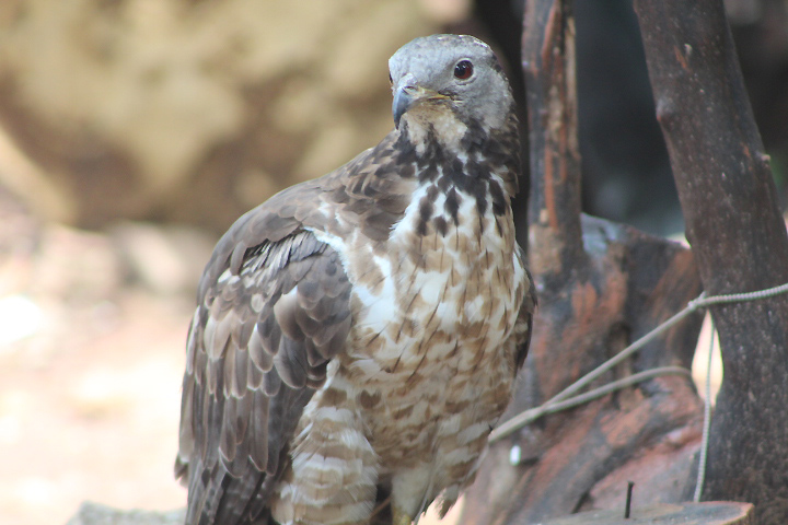 Javan honey buzzard (Pernis ptilorhynchus ptilorhynchus) - Jakarta Bird Land