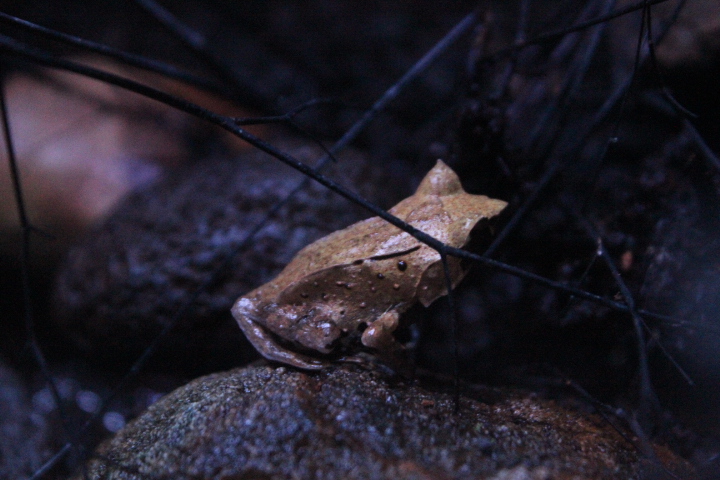 Javan horned frog (Megophrys montana)