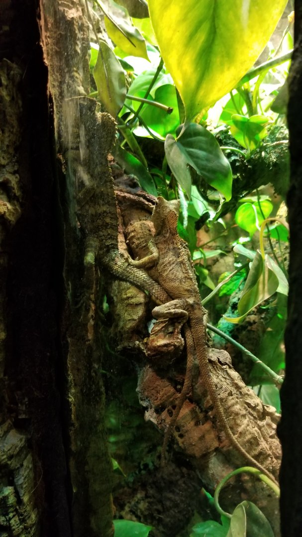 Javan Hump-headed Lizard, male and female