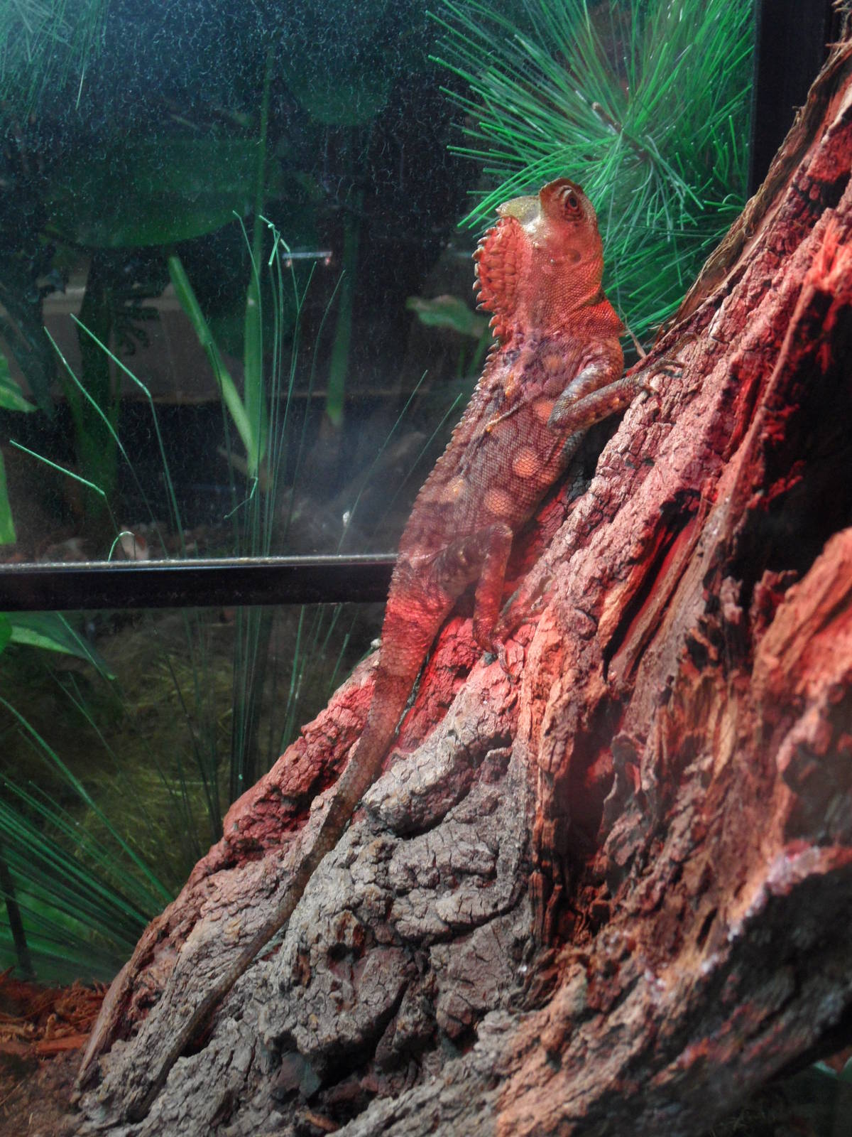 Javan humphead lizard