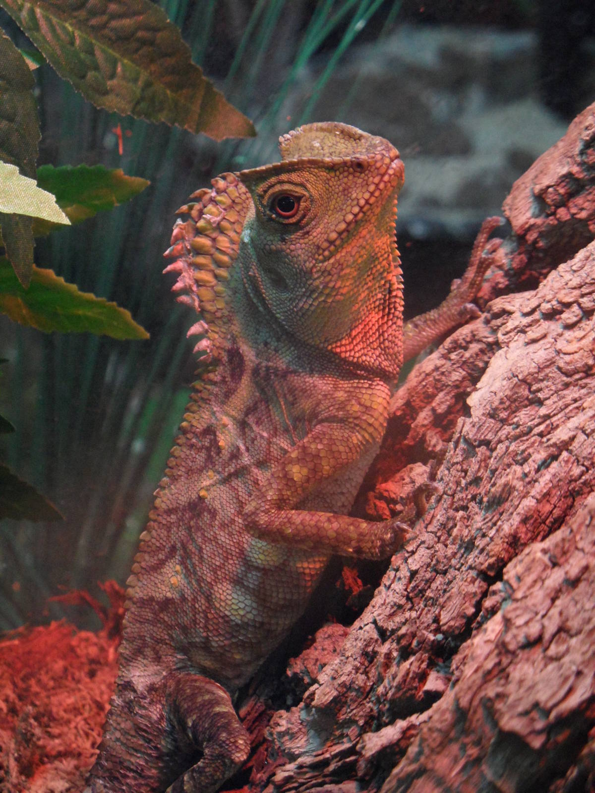 Javan humphead lizard
