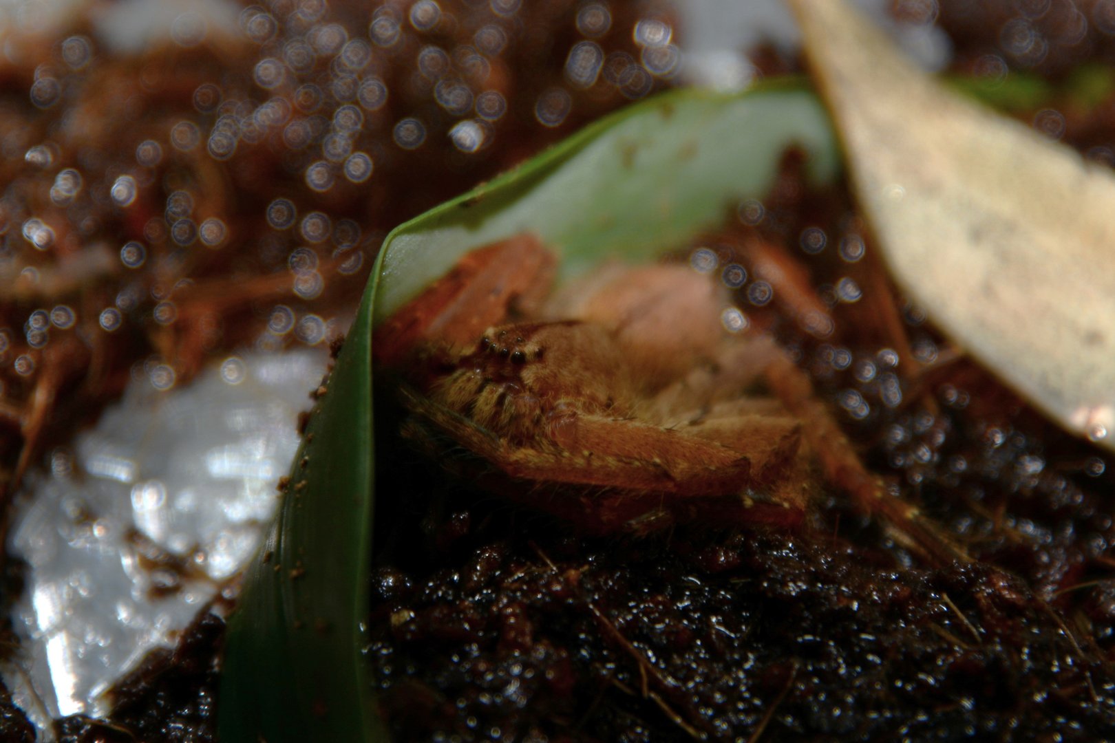 Javan huntsman spider (Heteropoda javana)
