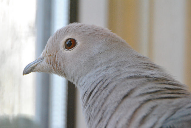 Javan imperial pigeon