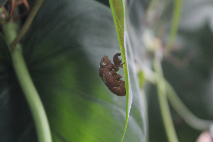 Javan jade-green cicada (Dundubia vaginata nigrimacula)