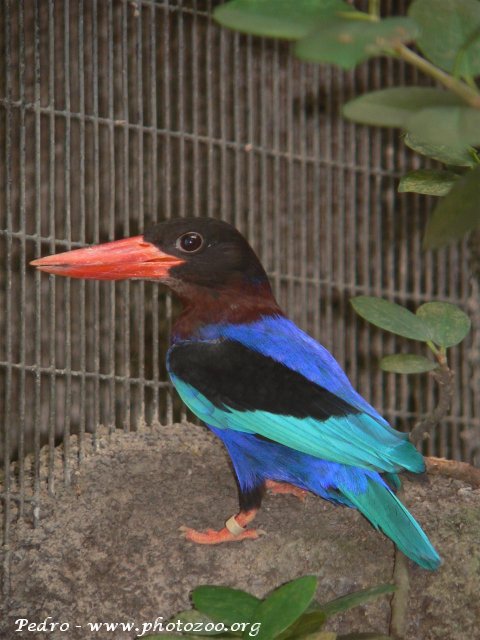 Javan kingfisher (Halcyon cyanoventris)