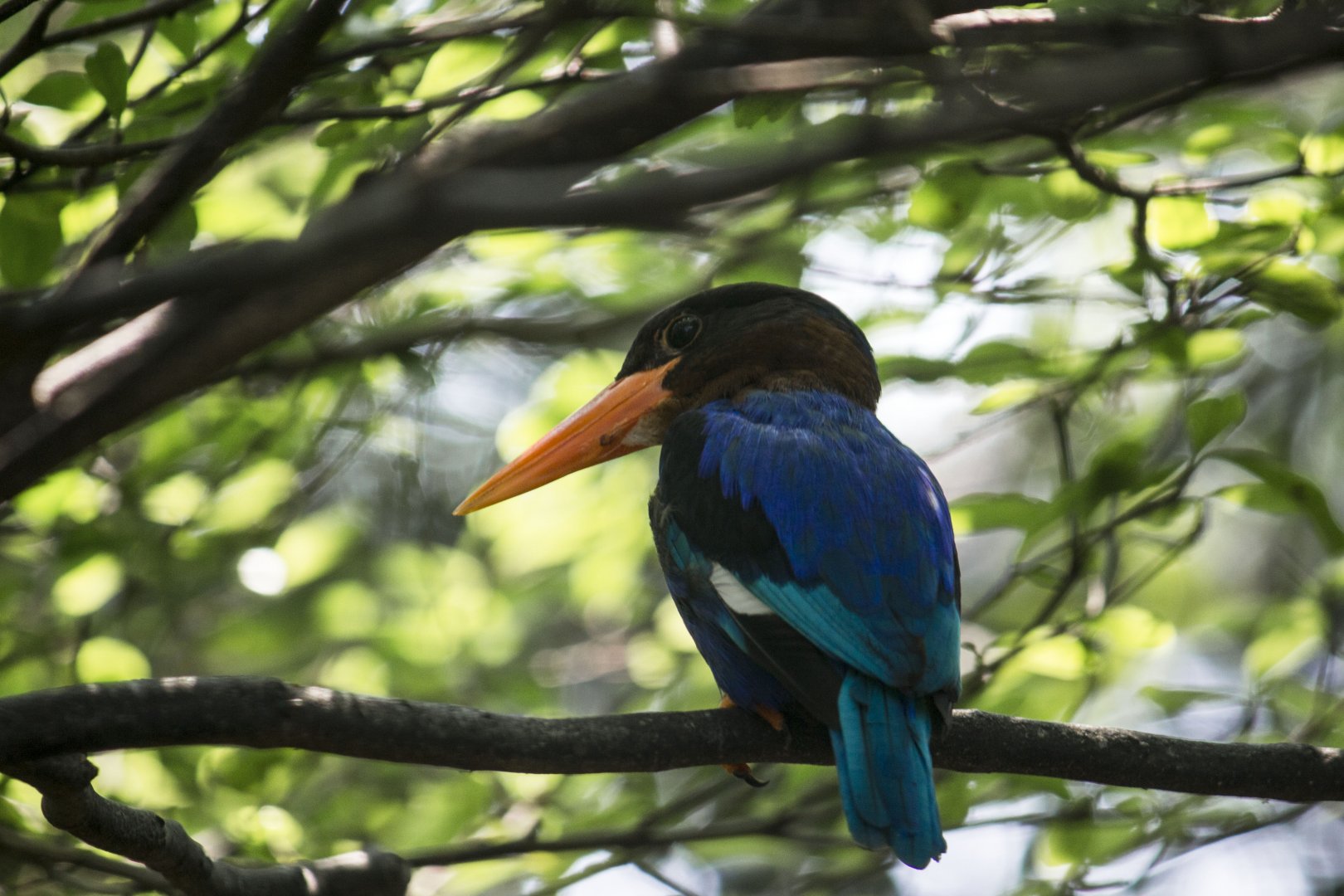 Javan kingfisher, Halcyon cyanoventris
