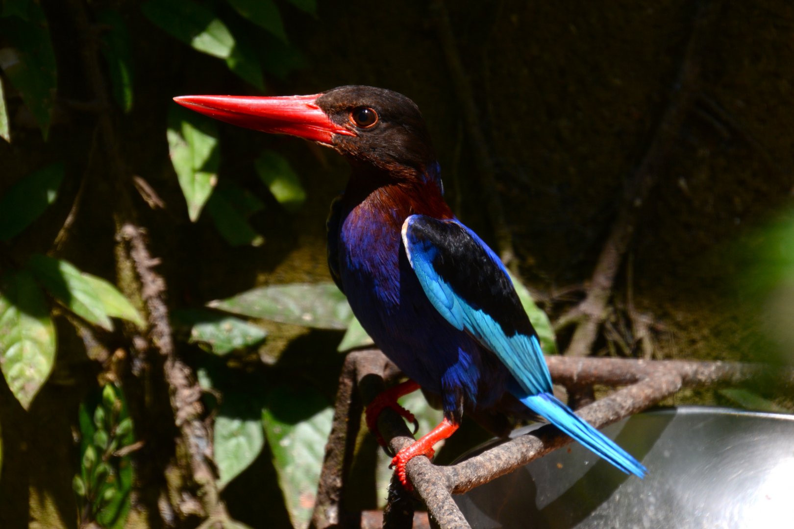 Javan kingfisher (Halcyon cyanoventris)