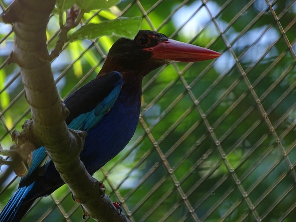 Javan kingfisher