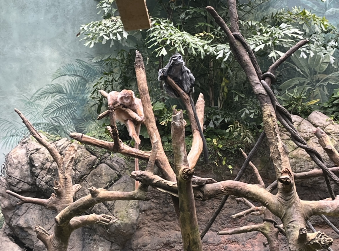 Javan Lagurs(July 2022)