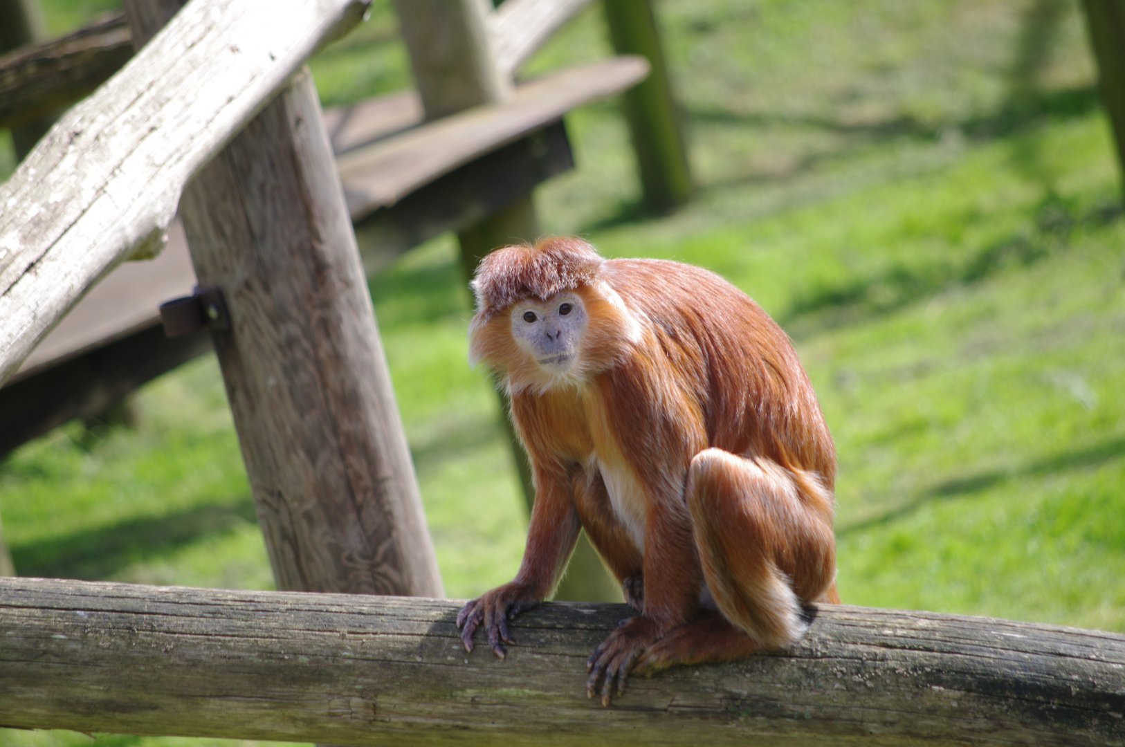 Javan Langur- 12/4/2024