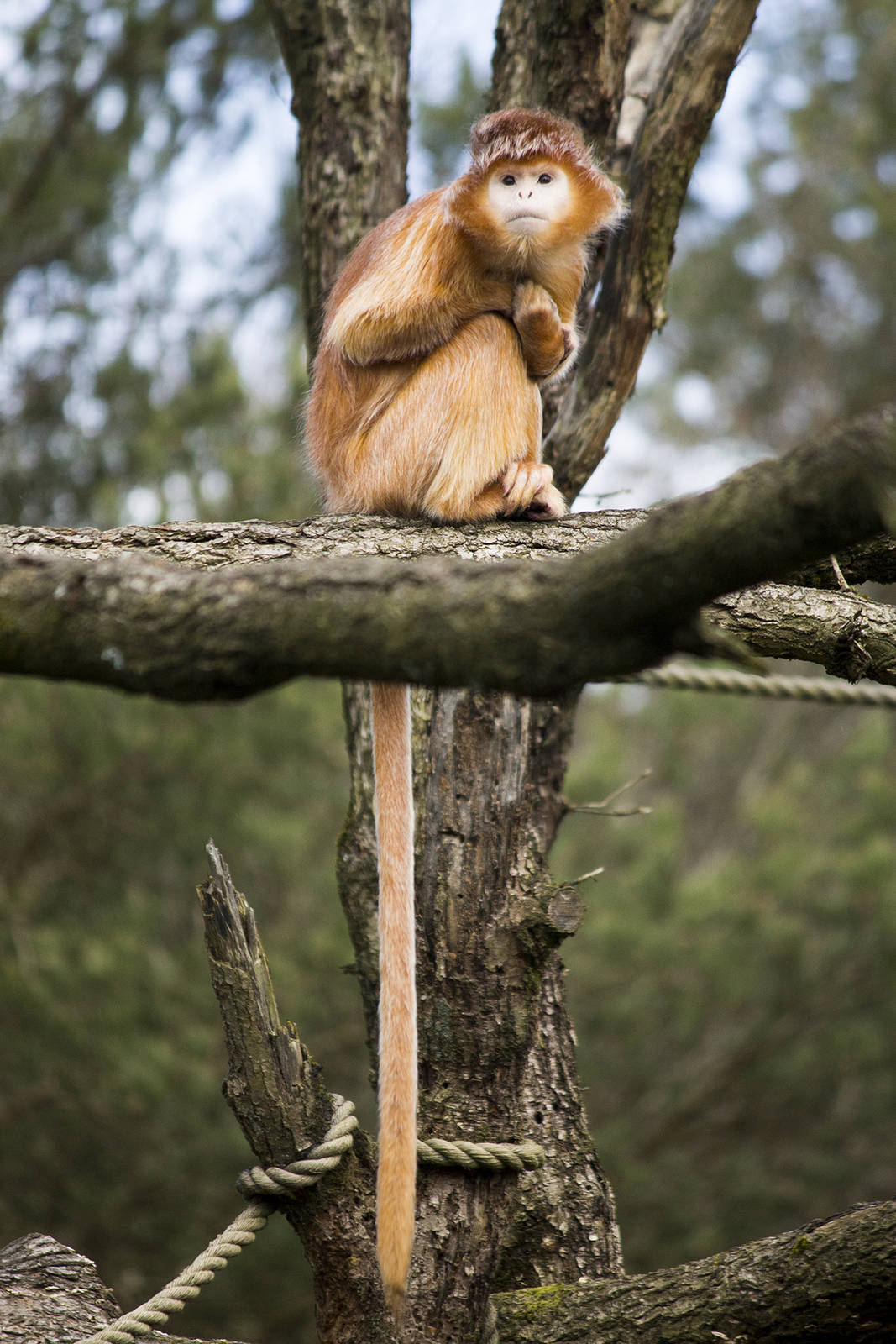 Javan langur, 4/01/15