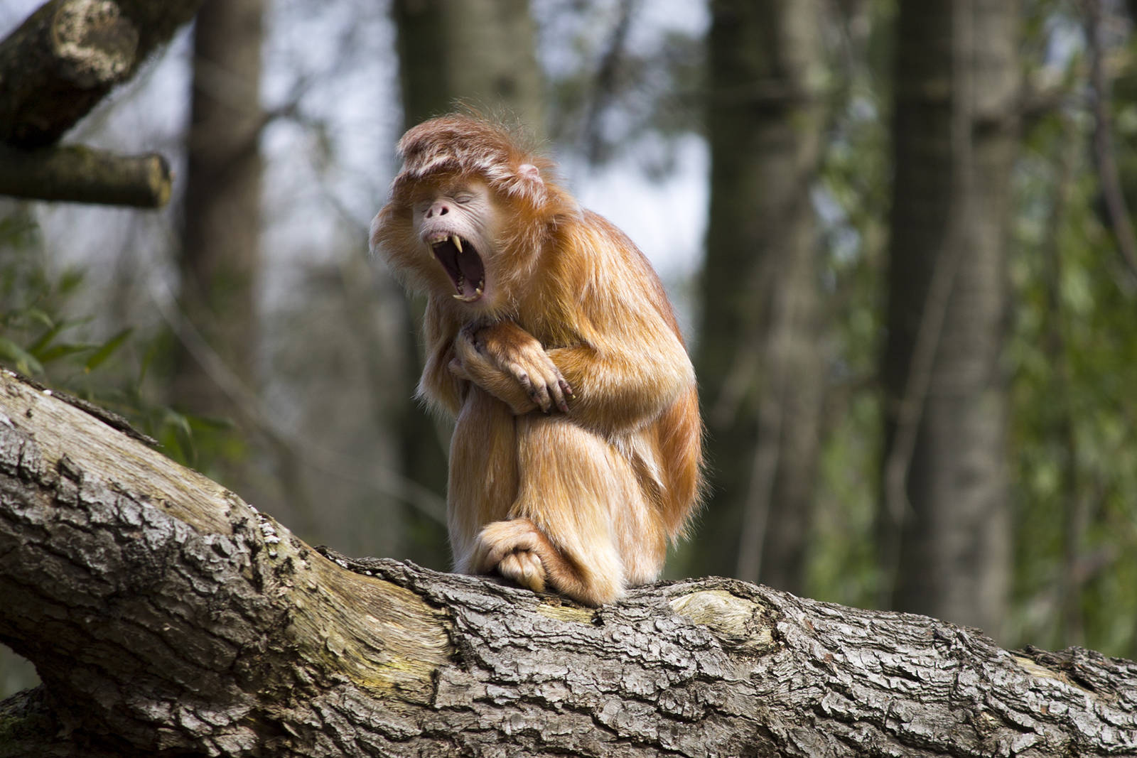 Javan langur, 4/03/15