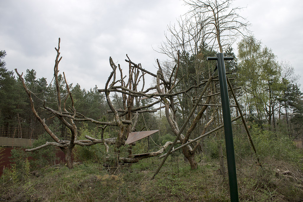 Javan langur, 4/4/14