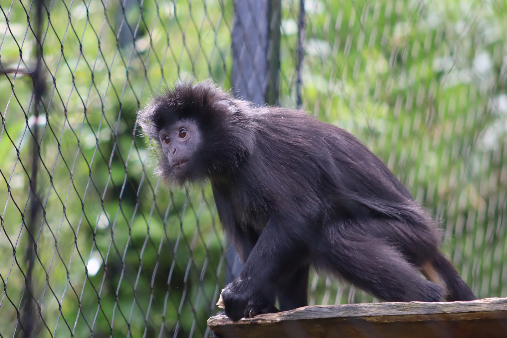 Javan Langur - 7 July 2024