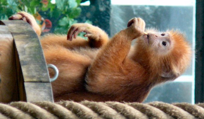 Javan Langur at Bristol