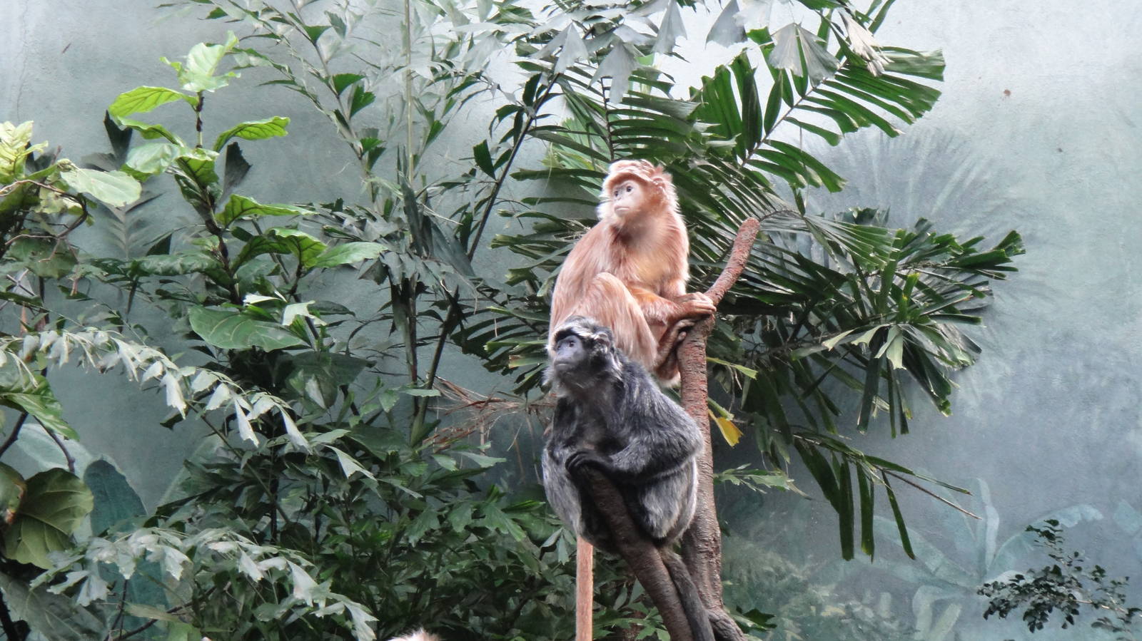 Javan langur at Bronx zoo 2014-12-27