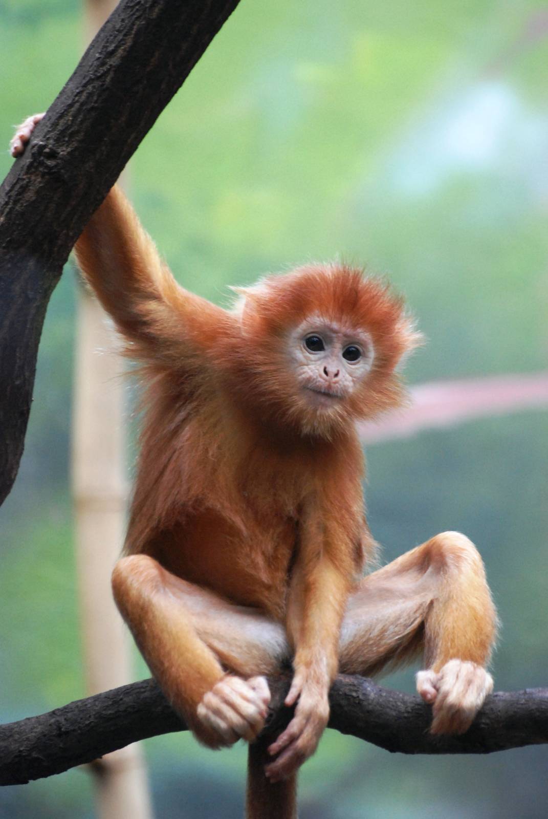 Javan Langur at Dvur Kralove, 27/08/12