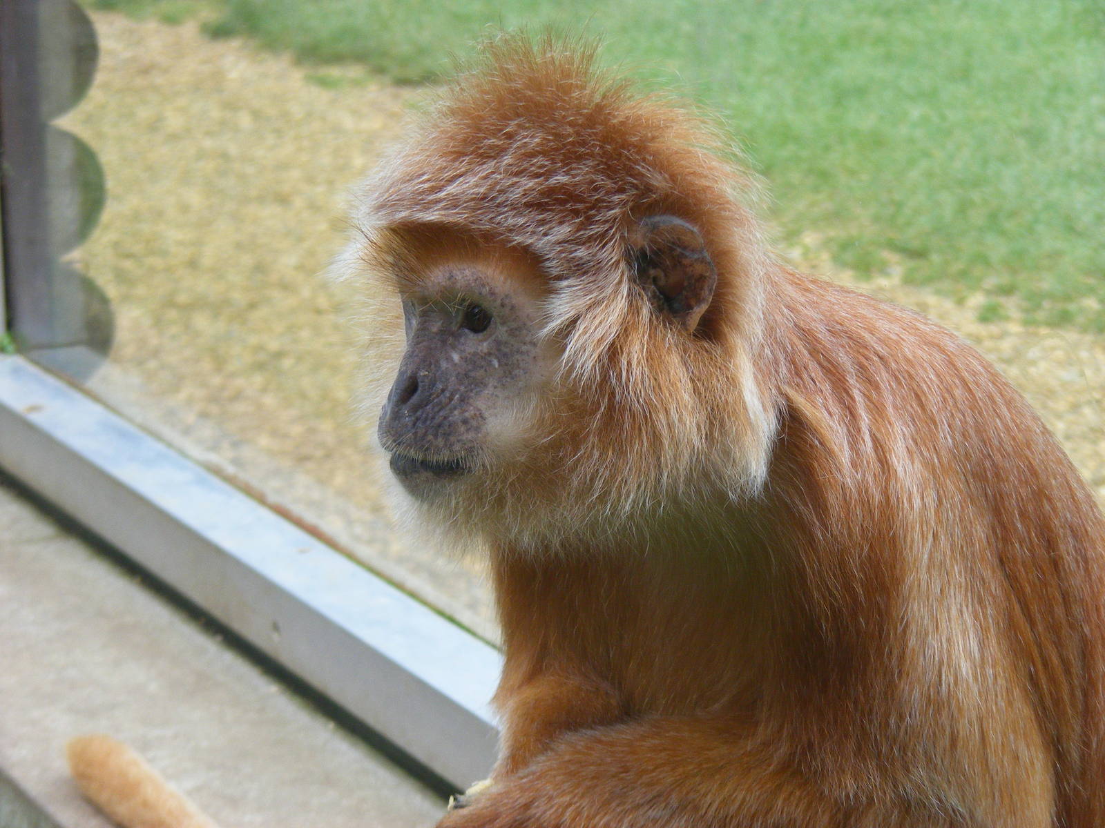 Javan langur at Twycross Zoo, 29 August 2010