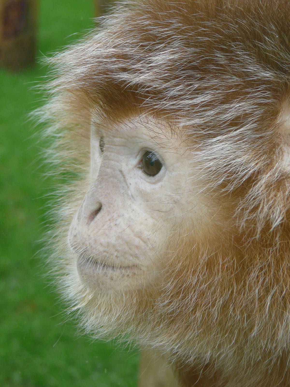 Javan Langur at Twycross Zoo