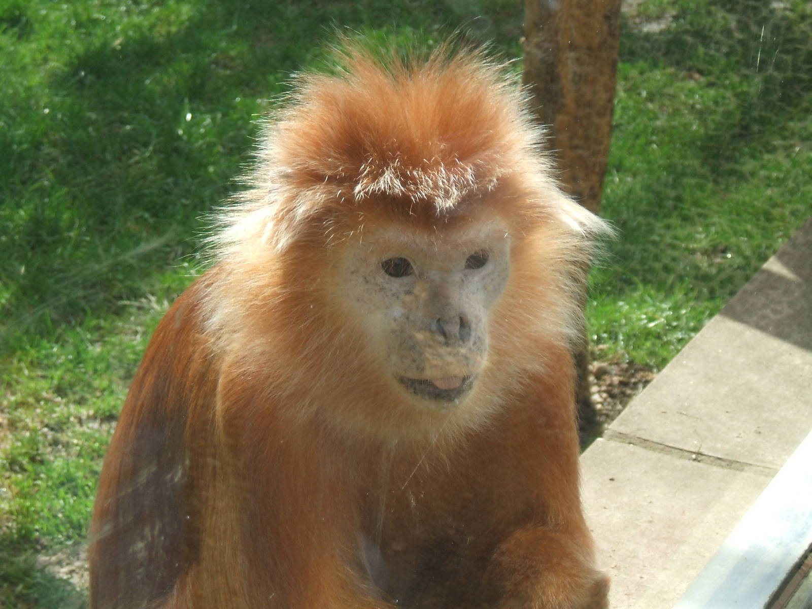 Javan Langur at Twycross Zoo