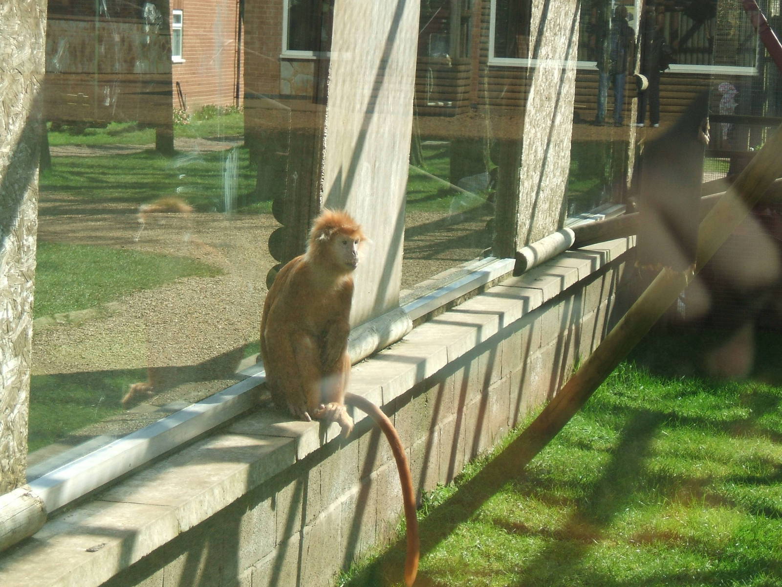 Javan Langur at Twycross Zoo